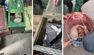 حجز حيوانات برية وزواحف موجهة للبيع بشكل غير مشروع بالناظور ومراكش