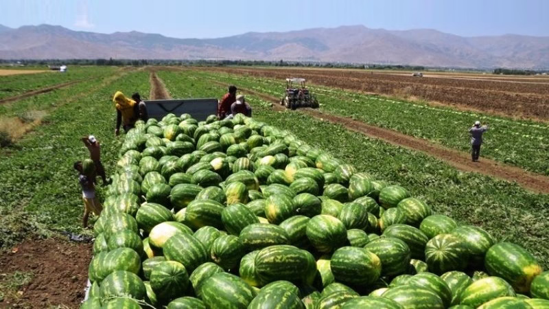 المغرب يضاعف صادراته من البطيخ الأحمر إلى فرنسا بأكثر من 155%