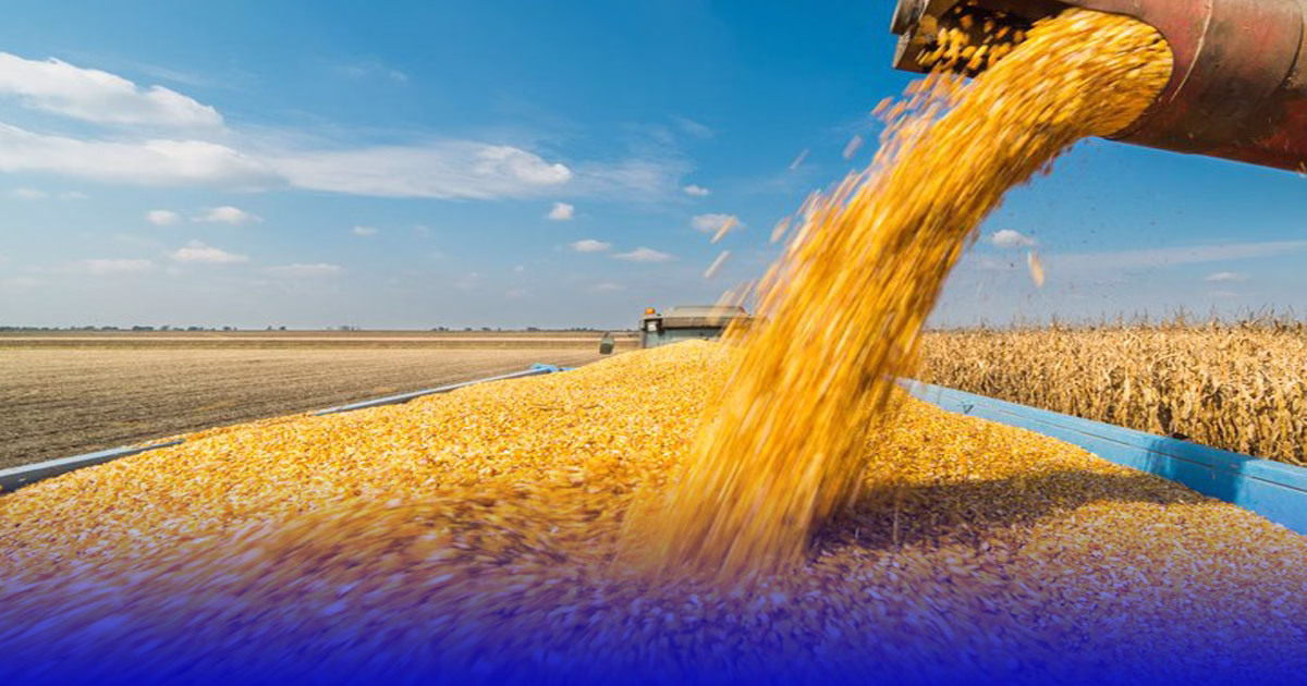 ارتفاع لافت في واردات المغرب من القمح الروسي خلال دجنبر