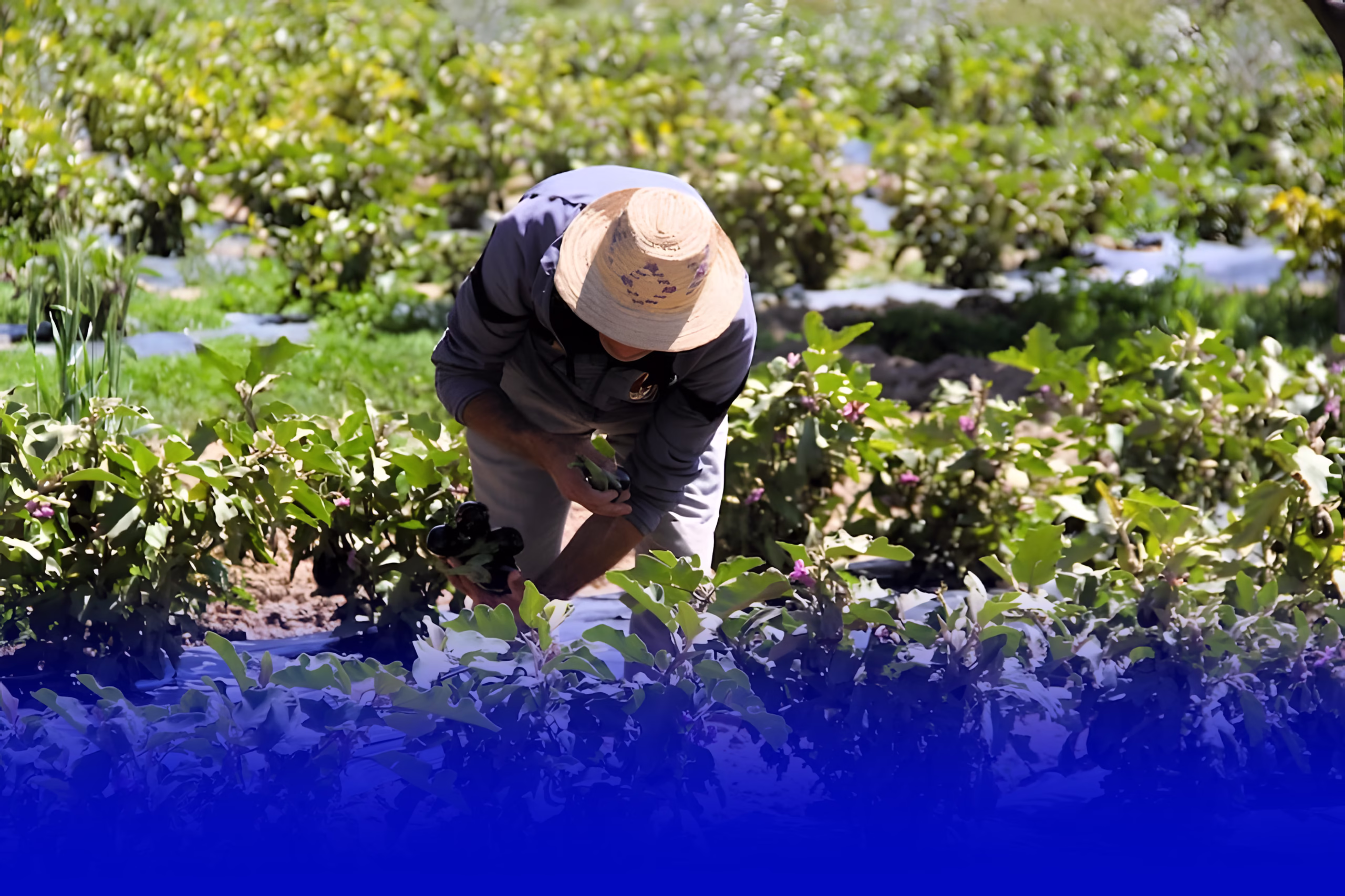 موسم زراعي واعد في المغرب بعد الأمطار والثلوج الغزيرة