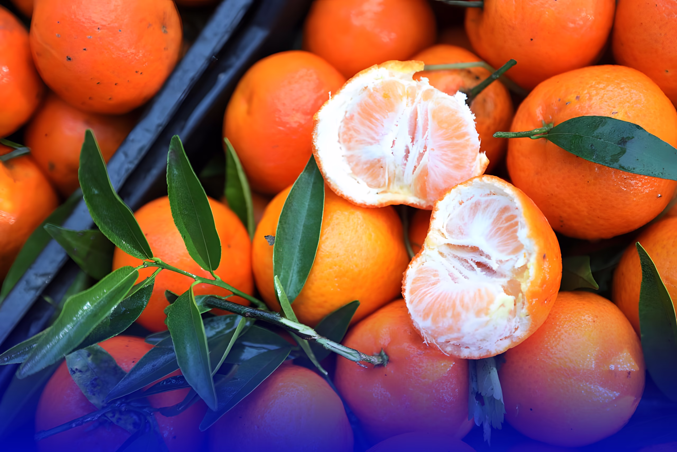 تحسن مناخي وتقنيات حديثة يعيدان الحياة لقطاع الحوامض بالمغرب