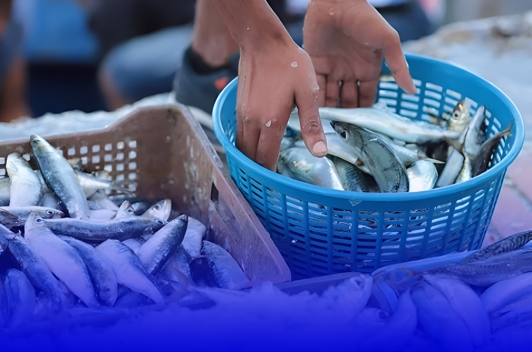 الحكومة تقرر منع تصدير السردين المجمد لمدة سنة لضمان تموين السوق الوطنية