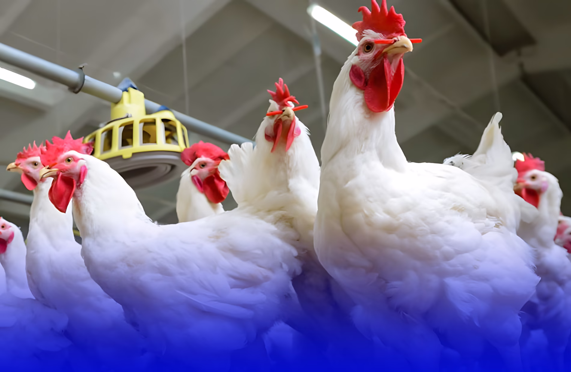 تراجع الطلب يُعيد أسعار الدجاج إلى الاستقرار خلال رمضان