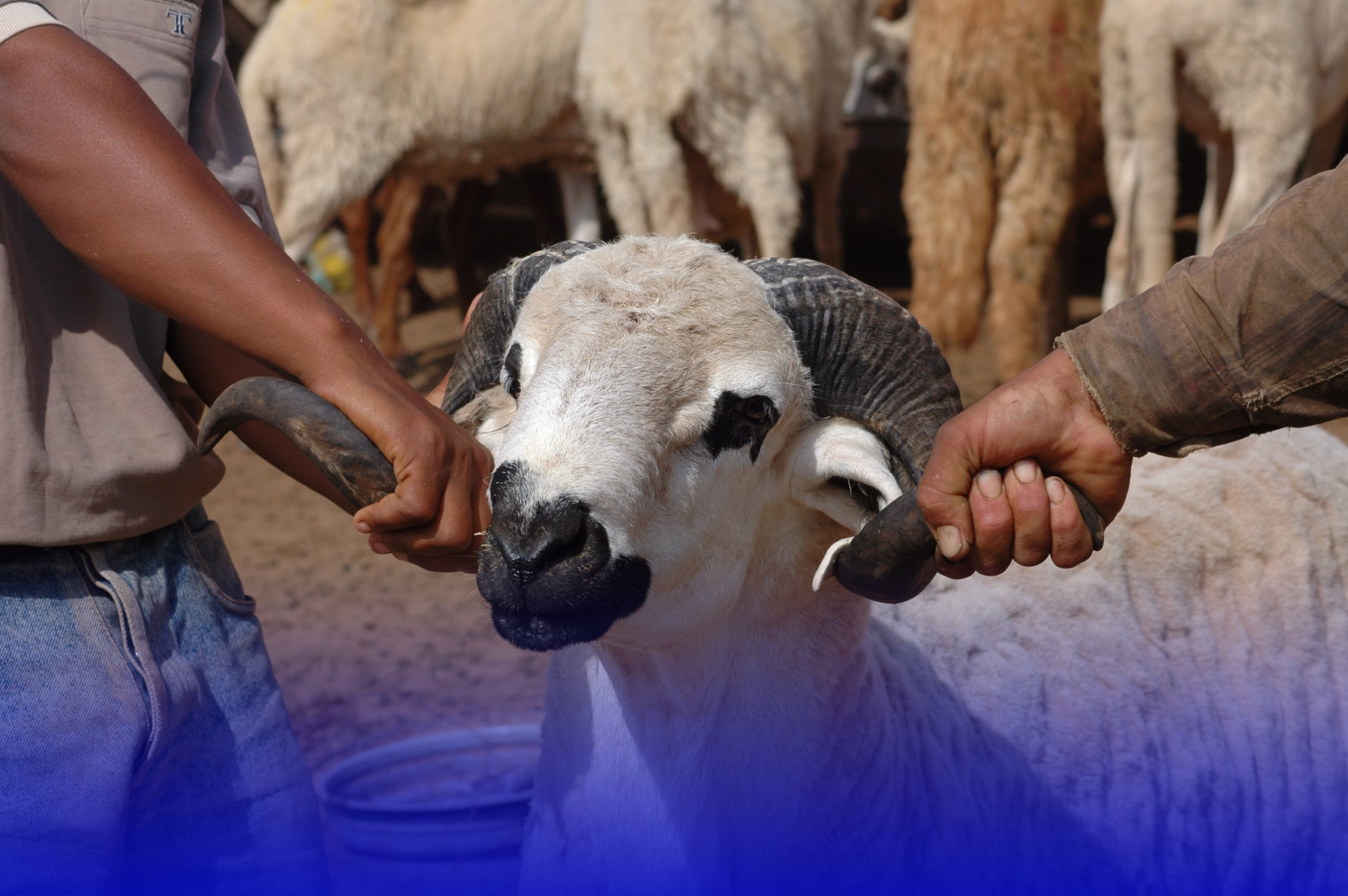 وضعية سوق المواشي قبل عيد الأضحى تثير تساؤلات المغاربة