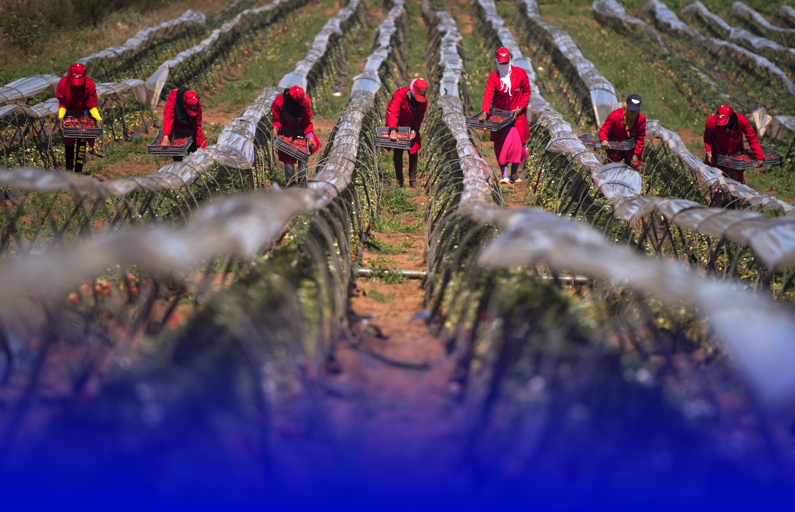 وزير الفلاحة يكشف معطيات مشجعة حول الموسم الفلاحي الحالي