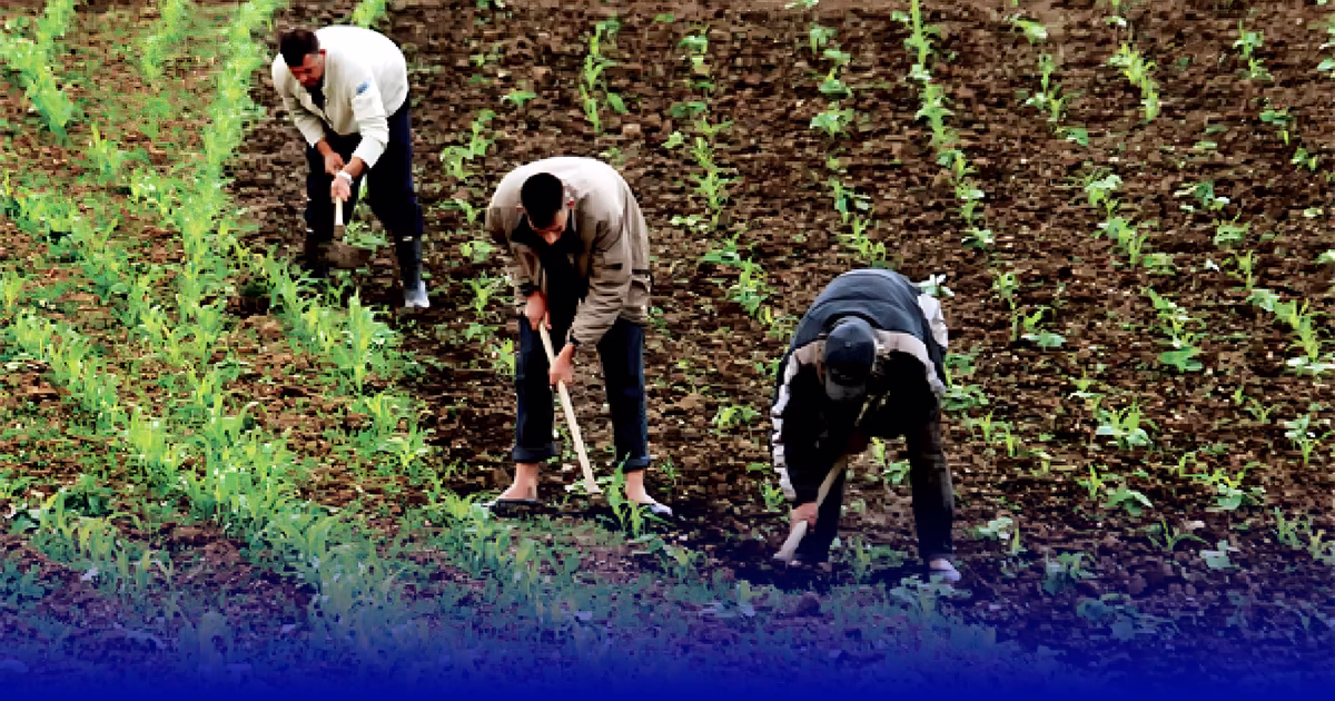 انتعاش الفلاحة يبعث الروح في سوق الشغل بالوسط القروي
