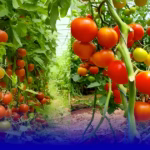 زيادة في الطماطم