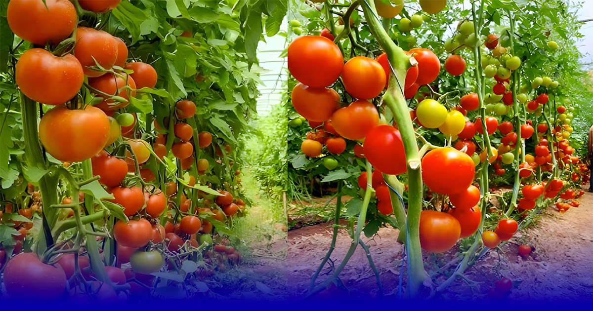 زيادة في الطماطم