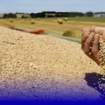 محصول الحبوب