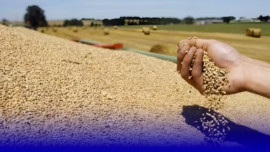 محصول الحبوب