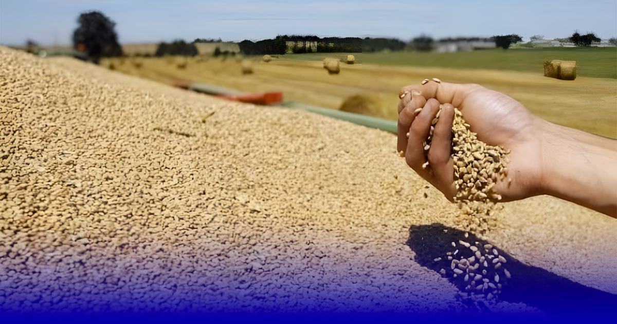 محصول الحبوب