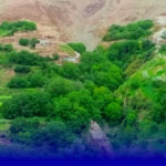 إمي نولاون