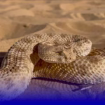 الترياق