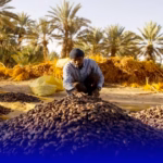 أرفود